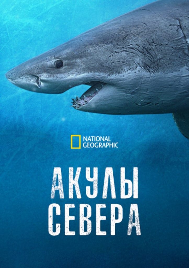Акулы севера (2025)